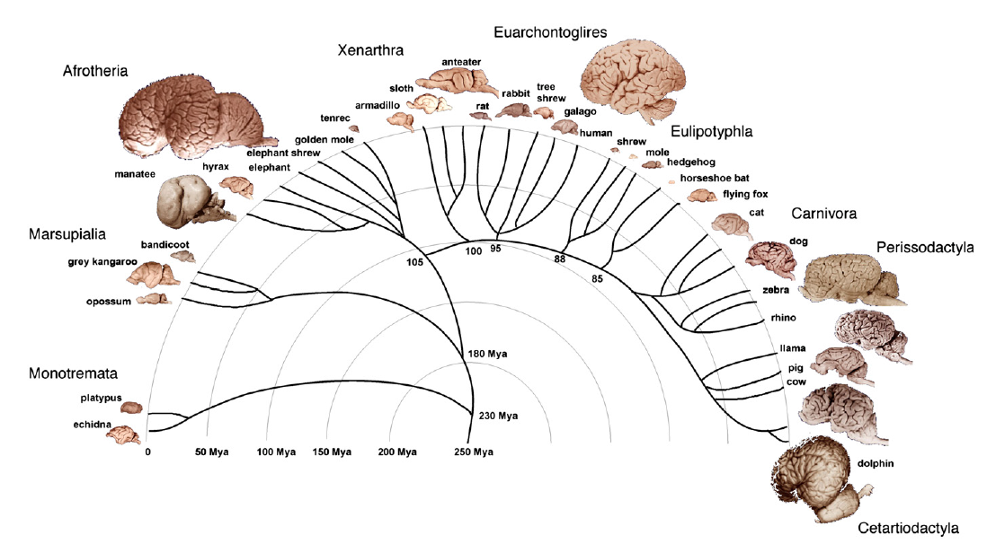 Welcome to The Visible Embryo